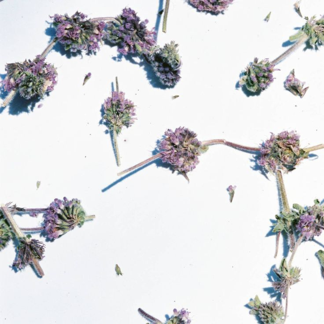 Pennyroyal Mint